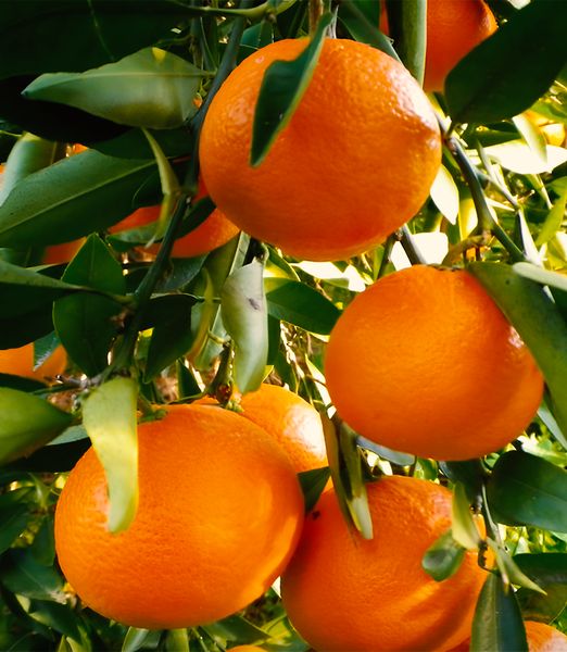 Citrus reticulata x sinensis 'Ortanique'